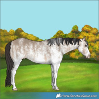 Horse Color:White Spotted Bay Dun 