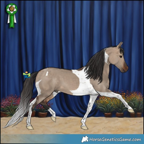 Horse Color:Brown Dun Tobiano 