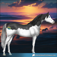 Horse Color:Black Splash Rabicano 