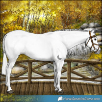 Horse Color:Gray Bay Splash Frame  and Gray Bay Splash Frame 
