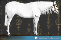 Horse Color:Gray Bay Splash Frame  and Gray Bay Splash Frame 
