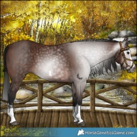 Horse Color:Gray Bay Splash Frame and Gray Bay Splash Frame