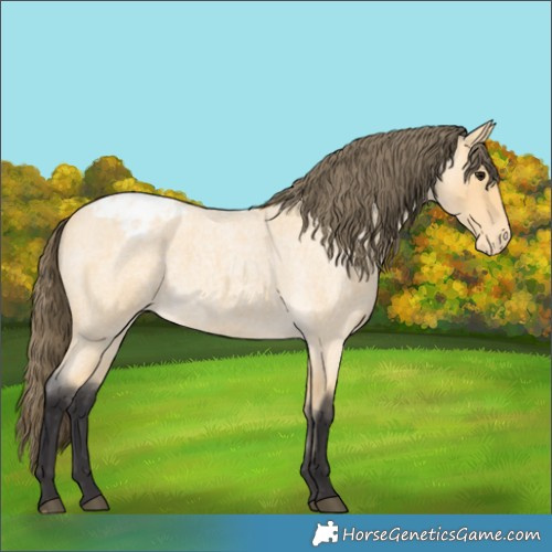 Horse Color:Buckskin Roan Appaloosa 