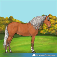 Horse Color:Silver Bay 