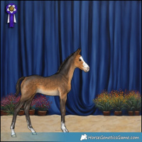 Horse Color:Buckskin 
