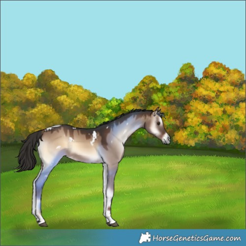 Horse Color:White Spotted Liver Red Dun Onyx Tobiano 