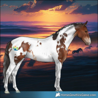 Horse Color:White Spotted Bay Tobiano 