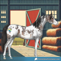 Horse Color:White Spotted Brown Appaloosa 