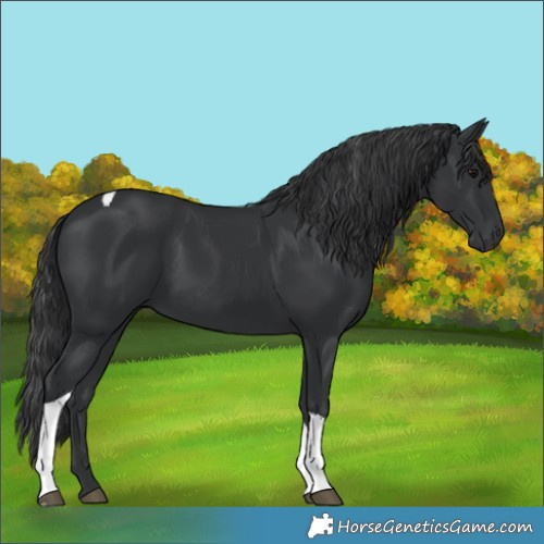 Horse Color:Black Tobiano 