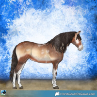 Horse Color:Bay Onyx Sabino 