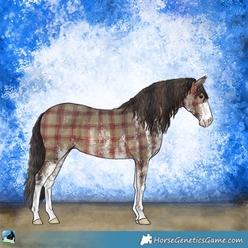 Horse Color:Plaid White Spotted Bay