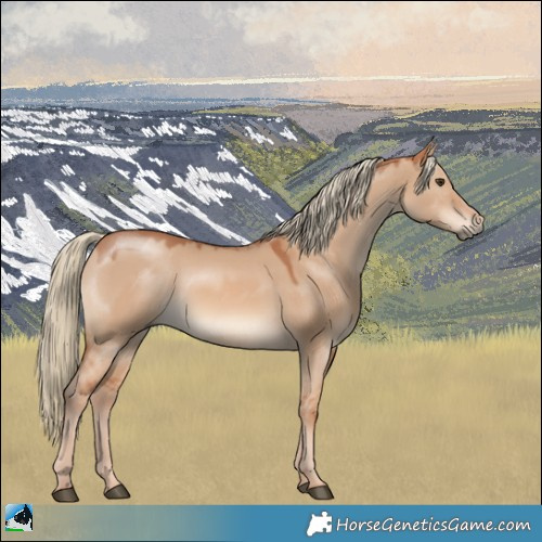 Horse Color:Red Dun Mushroom