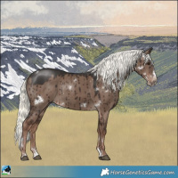 Horse Color:White Spotted Liver Red Dun Mushroom Splash Rabicano Brindle 