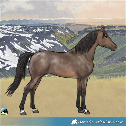 Horse Color:Brown Dun Brindle 