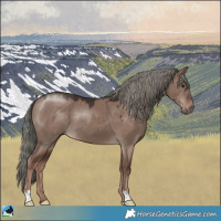 Horse Color:Liver Red Dun Mushroom