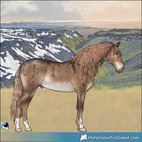 Horse Color:Liver Red Dun Rabicano Brindle 