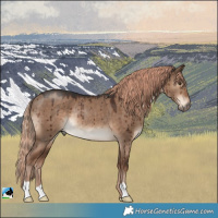 Horse Color:Liver Red Dun Rabicano Brindle