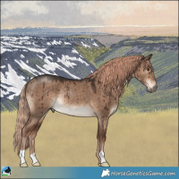 Horse Color:Liver Red Dun Rabicano Brindle