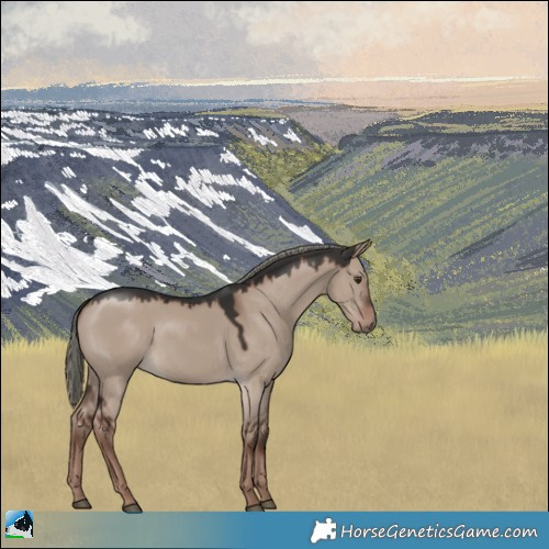 Horse Color:Liver Red Dun Mushroom 