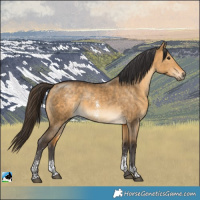 Horse Color:Buckskin Dun Sabino 