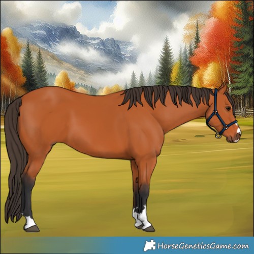 Horse Color:Bay 