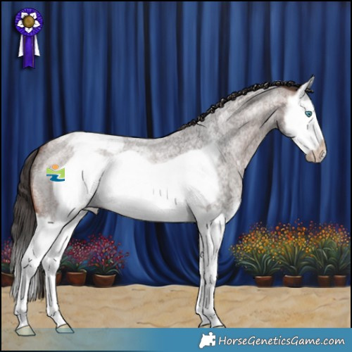 Horse Color:Brown Roan Splash Frame Appaloosa 