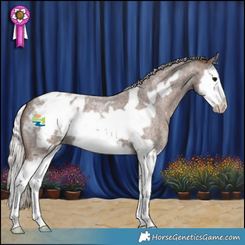Horse Color:Silver Blue Roan Splash Frame Appaloosa 