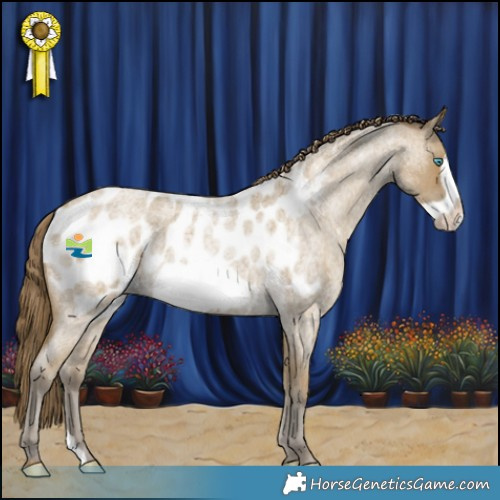 Horse Color:Classic Cream Champagne Roan Frame Appaloosa 