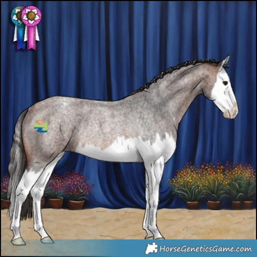 Horse Color:Brown Roan Splash Appaloosa Rabicano 