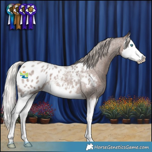 Horse Color:Silver Blue Roan Splash Blanket 