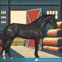 Horse Color:Smoky Black 
