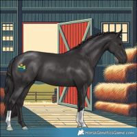 Horse Color:Smoky Black 