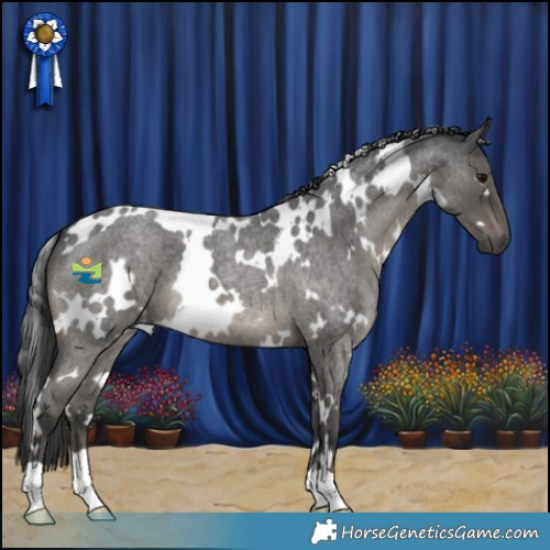 Horse Color:White Spotted Blue Roan 