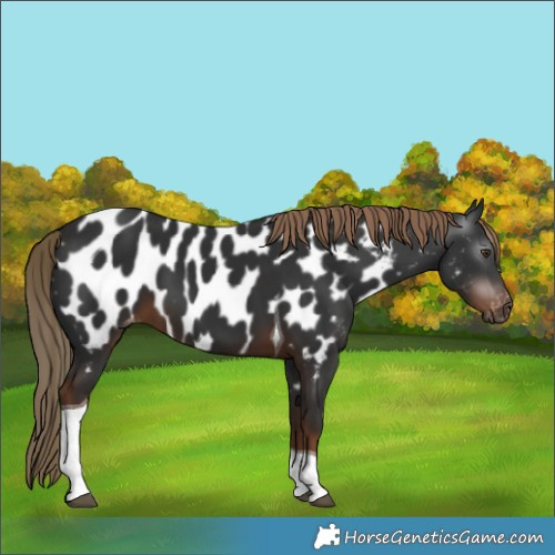 Horse Color:Gray White Spotted Liver Chestnut Tobiano Appaloosa 