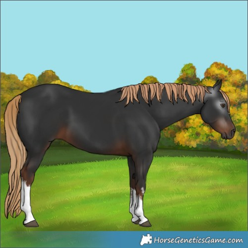 Horse Color:Gray White Spotted Liver Chestnut 