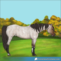 Horse Color:White Spotted Liver Red Dun Roan 