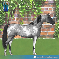 Horse Color:White Spotted Blue Roan 