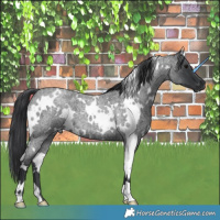 Horse Color:White Spotted Blue Roan 