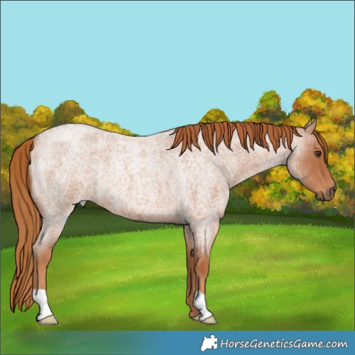 Horse Color:Red Roan 