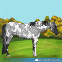 Horse Color:White Spotted Blue Roan 