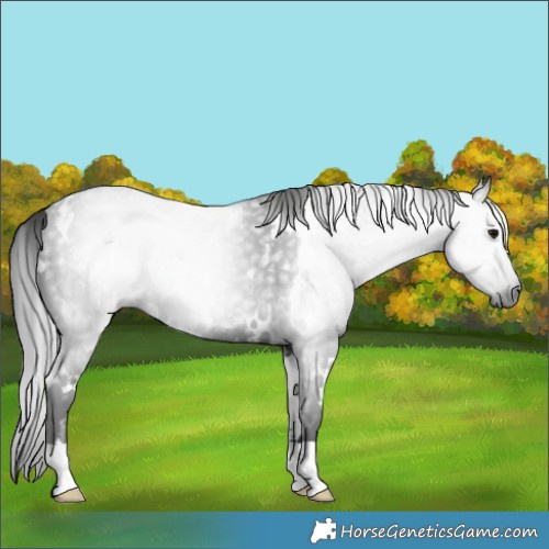 Horse Color:Gray White Spotted Black Rabicano 