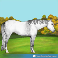 Horse Color:Gray White Spotted Black Rabicano 