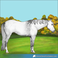 Horse Color:Gray White Spotted Black Rabicano 