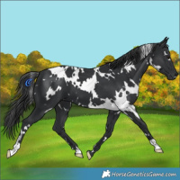 Horse Color:White Spotted Black