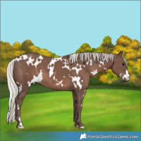 Horse Color:White Spotted Silver Black 