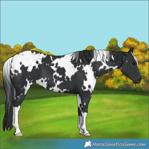 Horse Color:White Spotted Black