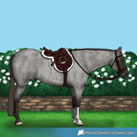 Horse Color:Liver Red Roan