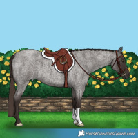 Horse Color:Liver Red Roan 