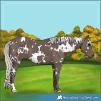 Horse Color:White Spotted Silver Black