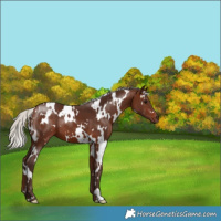Horse Color:White Spotted Silver Brown